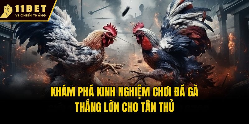 Khám phá kinh nghiệm chơi đá gà thắng lớn cho tân thủ
